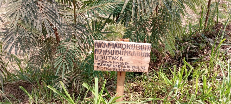 Agroforestry material supporting land restoration.